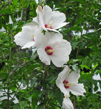 Charlotte, SC - May 2009