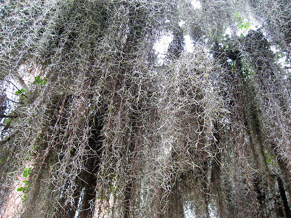 Spanish Moss, Hilton Head, SC - May 2009