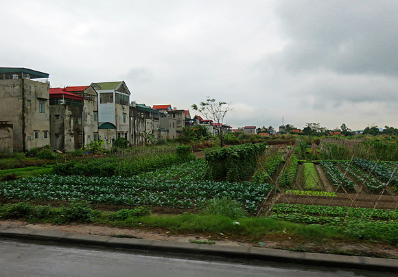 Agriculture on the road northeast of Hanoi