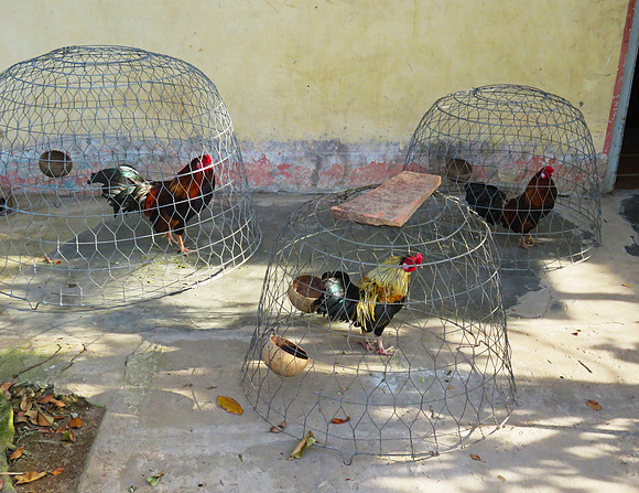 Cockfighting is still popular in rural Vietnam