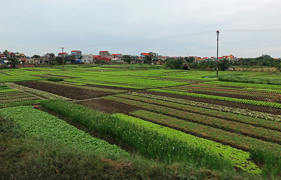 Agriculture everywhere outside of the cities