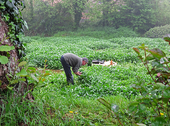 Farmer picking watercress