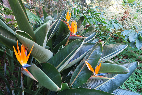 Botanical Gardens, Puerto de la Cruz