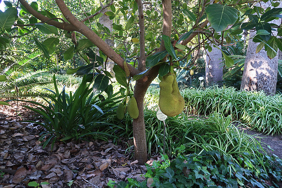 Botanical Gardens, Puerto de la Cruz