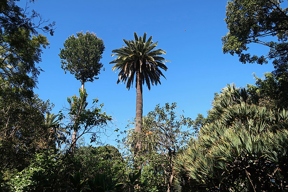 Botanical Gardens, Puerto de la Cruz