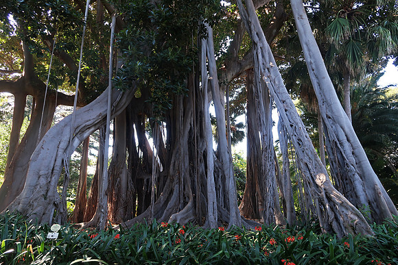 Botanical Garden, Puerto de la Cruz