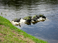 Turtles