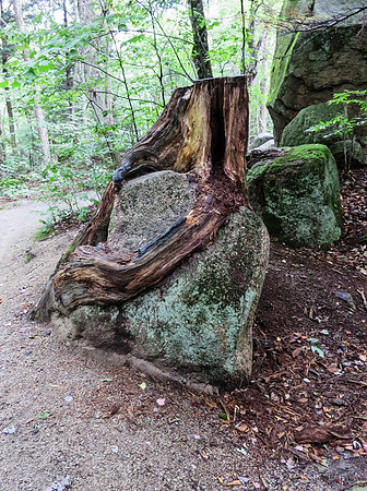 Tree root hugging rock along the nature walk at the Flume